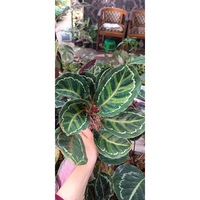 calathea linden