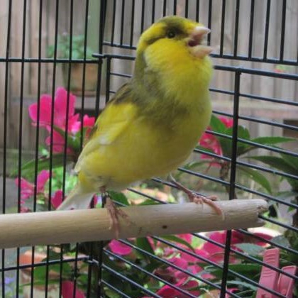 Burung Gacoran Kenari