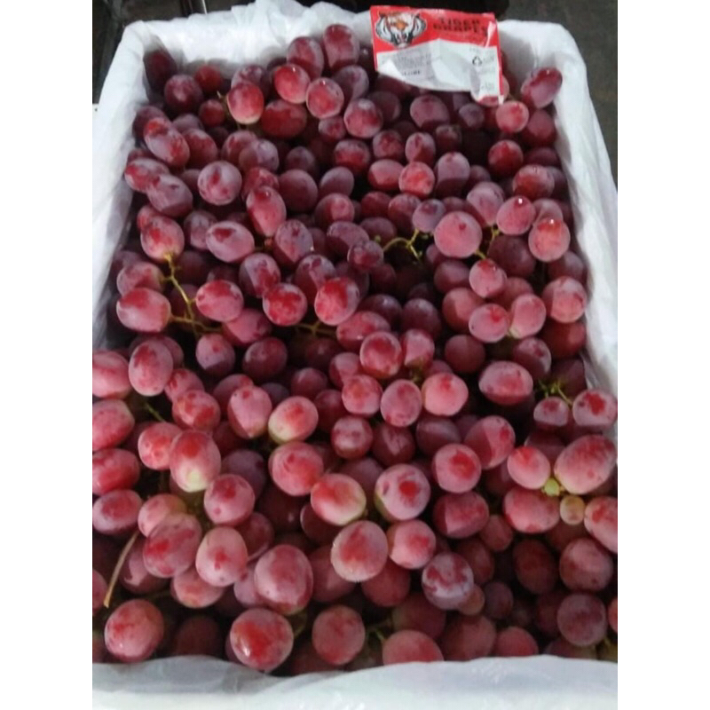 

Anggur Red Globe Australia (9 KG) Fresh Import