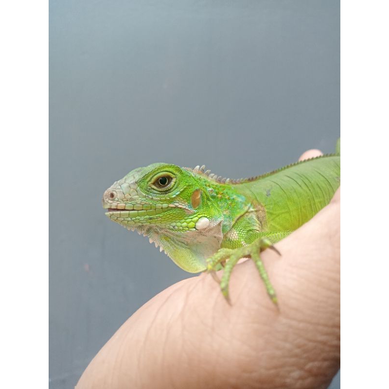 Iguana Baby