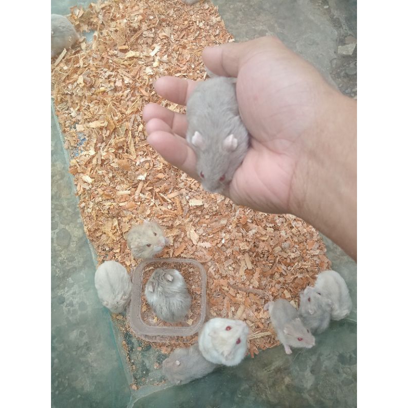 Hamster Winter Jinak