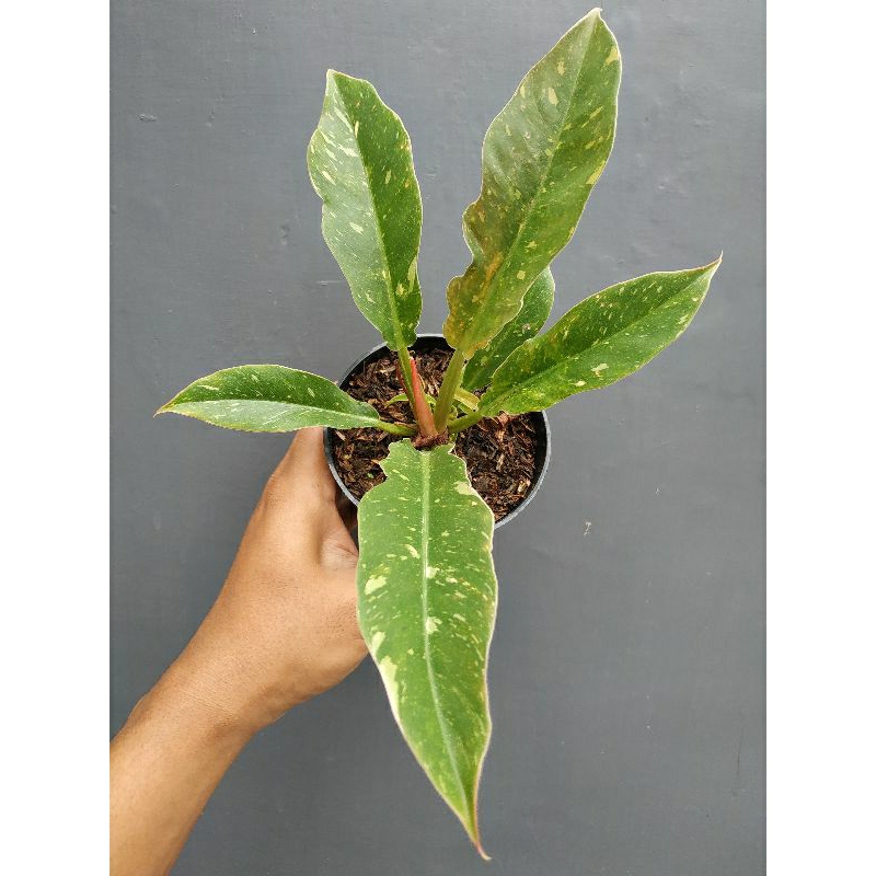 Philodendron Ring Of Fire