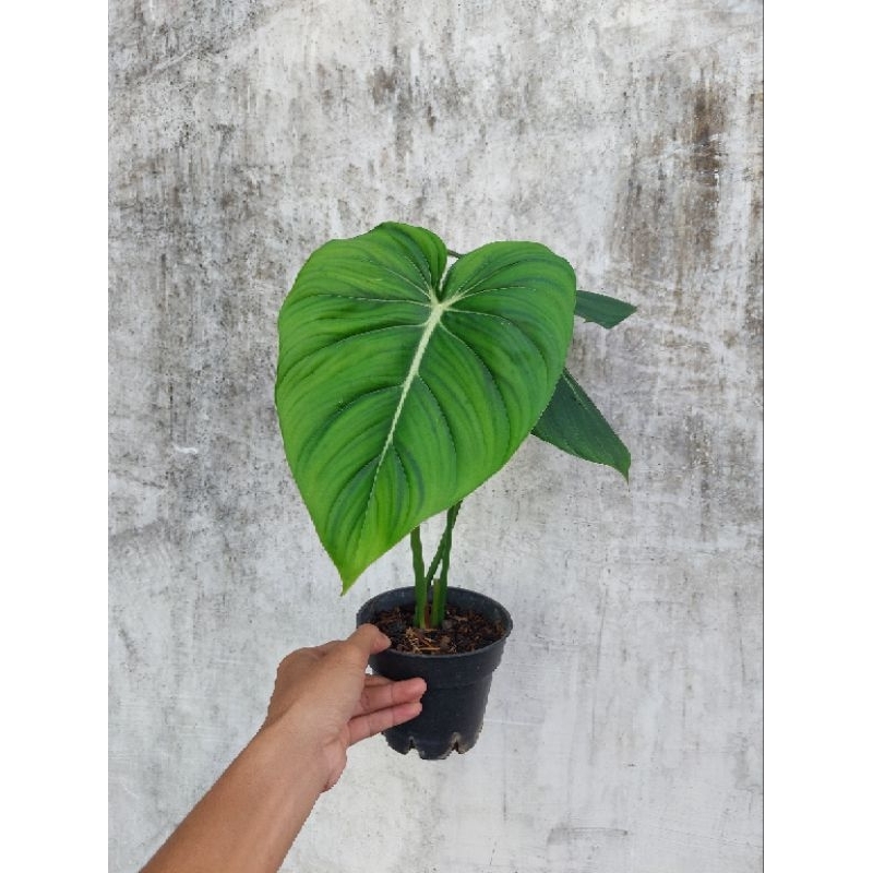 Philodendron McDowell