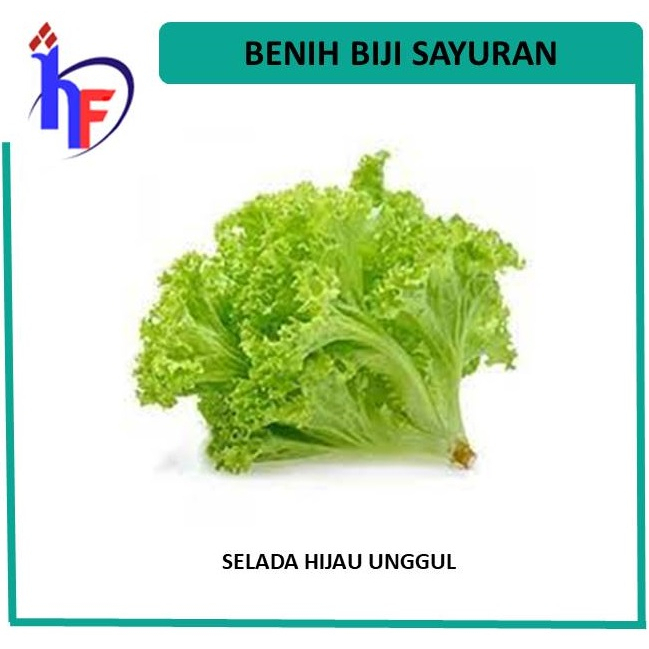 Benih Selada Hijau Grand Rapid