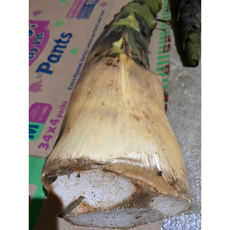 

Rebung bambu kuning per butir untuk pengobatan