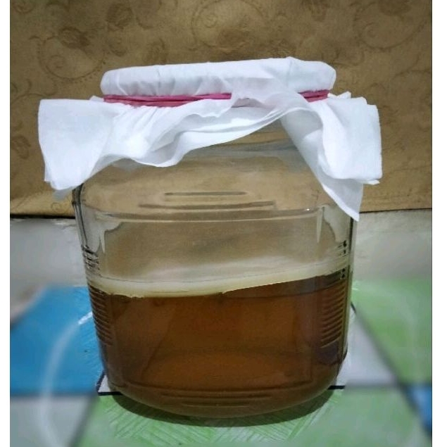 

bibit jamur scooby kombucha 12cm+starter free packing toples