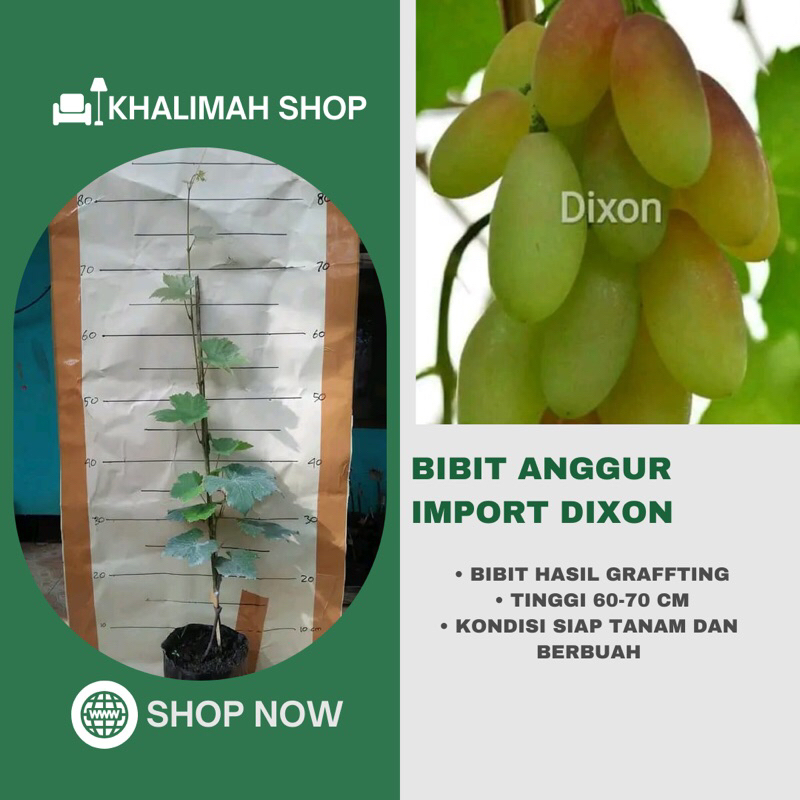 Bibit Anggur Import Dixon Asli Graffting