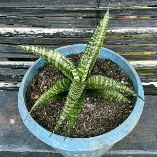 Tanaman Sansevieria Marsha Anjani