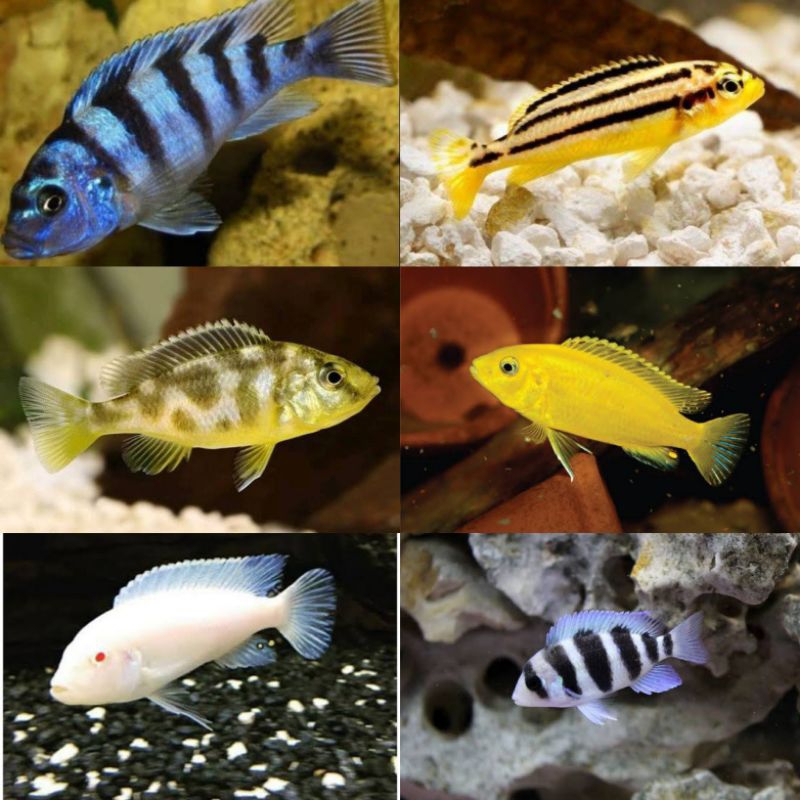 Ikan hias Chiclid / ikan hias air tawar - Ikan hias aquascape