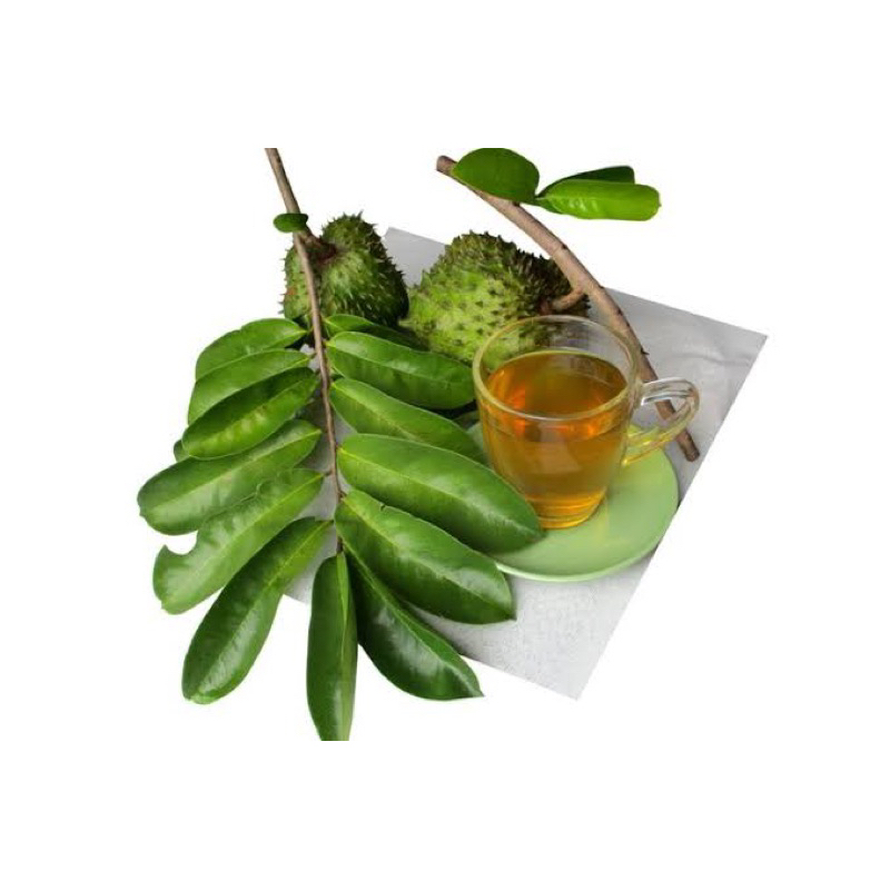 

Daun Sirsak Segar Tanpa Pestisida