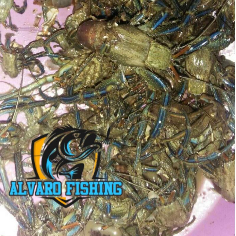 umang umang/klomang kaki biru