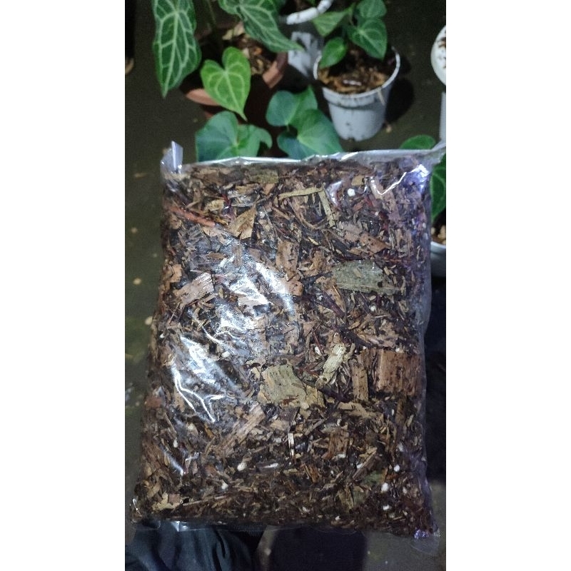 Media Tanam Aroid | Kuping Gajah | Aroid mix