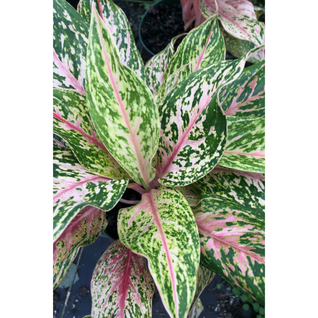Tanaman hias aglaonema / aglonema gatot kaca / gatotkaca