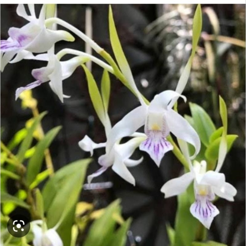 Anggrek Dendro Antennatum