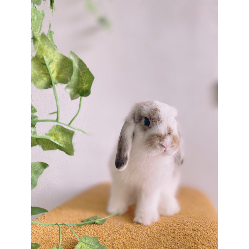 kelinci Holland Lop