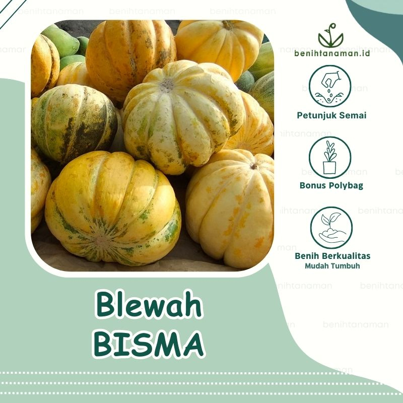 10 Biji - Benih Blewah Garbis mudah tumbuh daging buah tipe Juicy