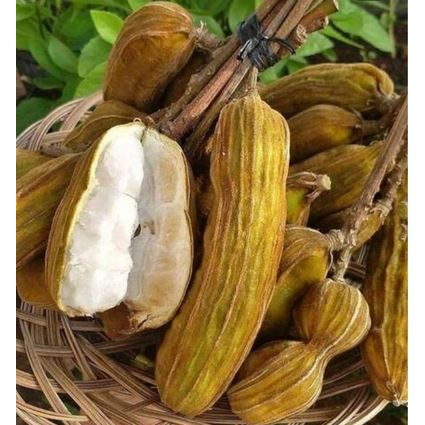 

Bisa COD! 500 gram PREMIUM BUAH SALJU fresh/ Buah Es krim BEDUGUL Bali