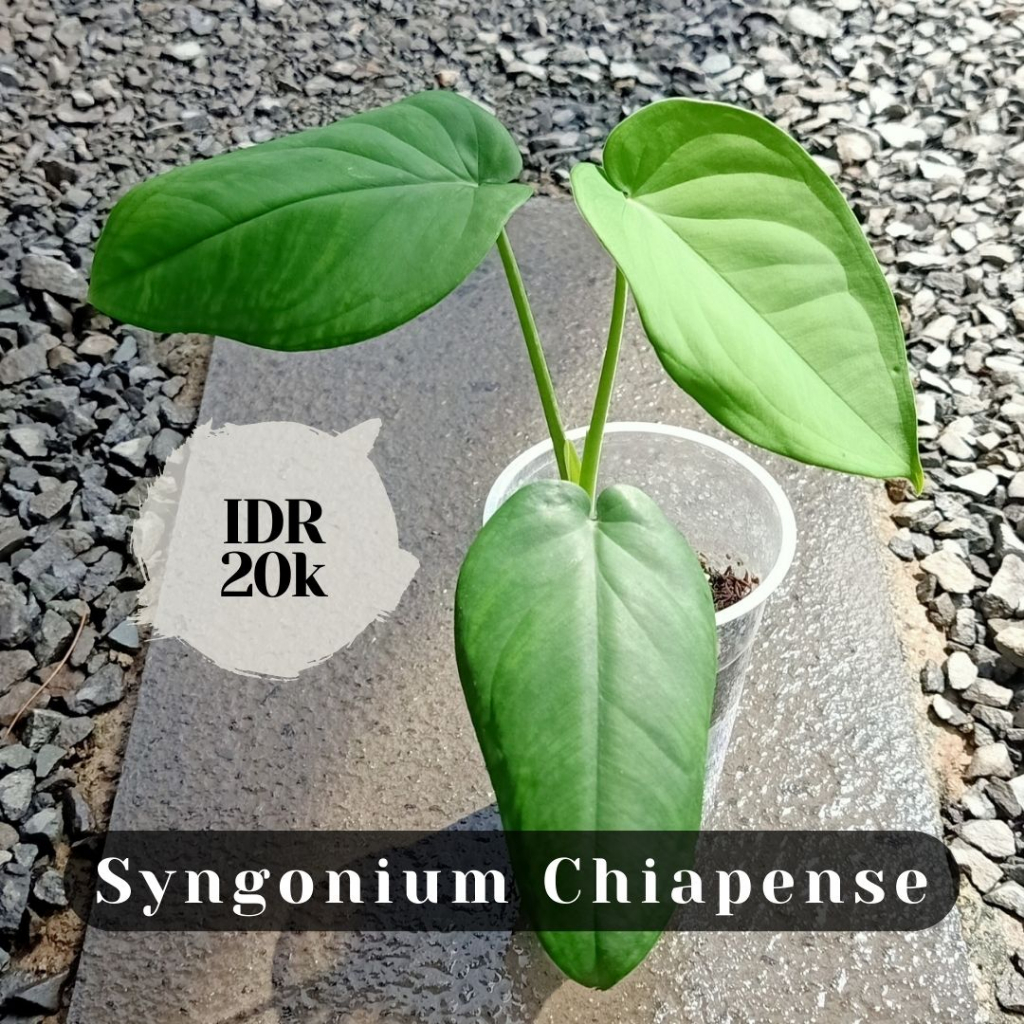 Syngonium Chiapense Murah
