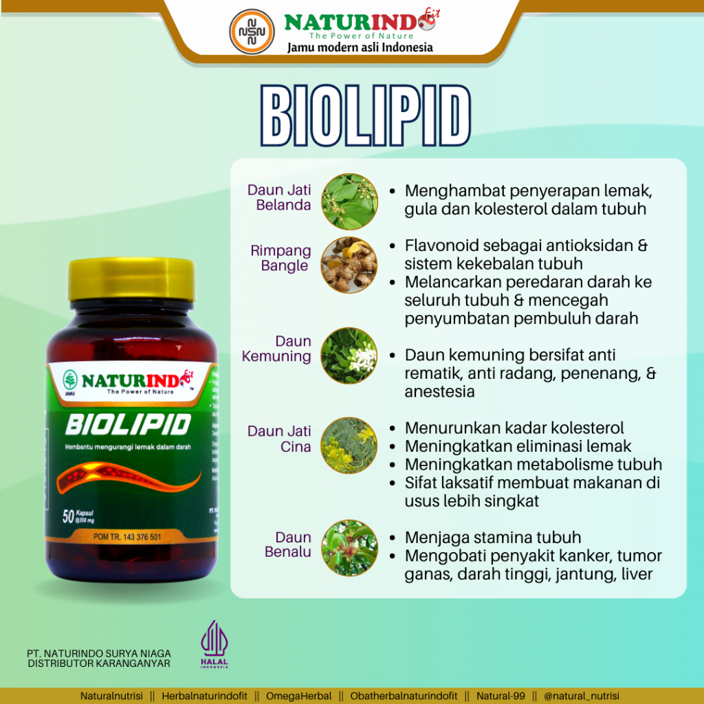 Obat Herbal Batu Empedu Daun Jati Cina Kapsul Jati Belanda Penurun Kolesterol Penurun Lemak Alami Biolipid