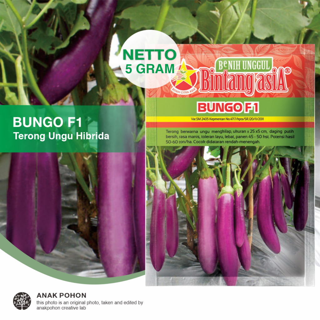 (1 PACK) Benih Terong Bungo F1 Terong Ungu Hibrida Seeds - Bintang Asia - 5 GRAM