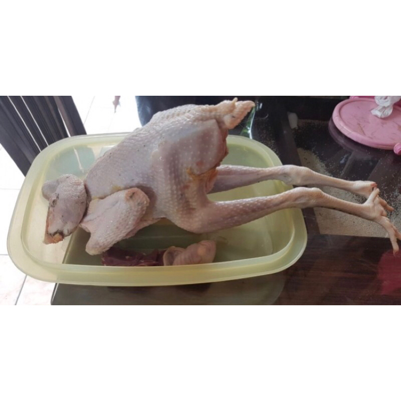 

ayam kampung ukuran 9 ons up