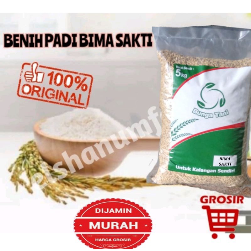 BENIH PADI GALUR BIMA SAKTI 5KG ANTI BURUNG