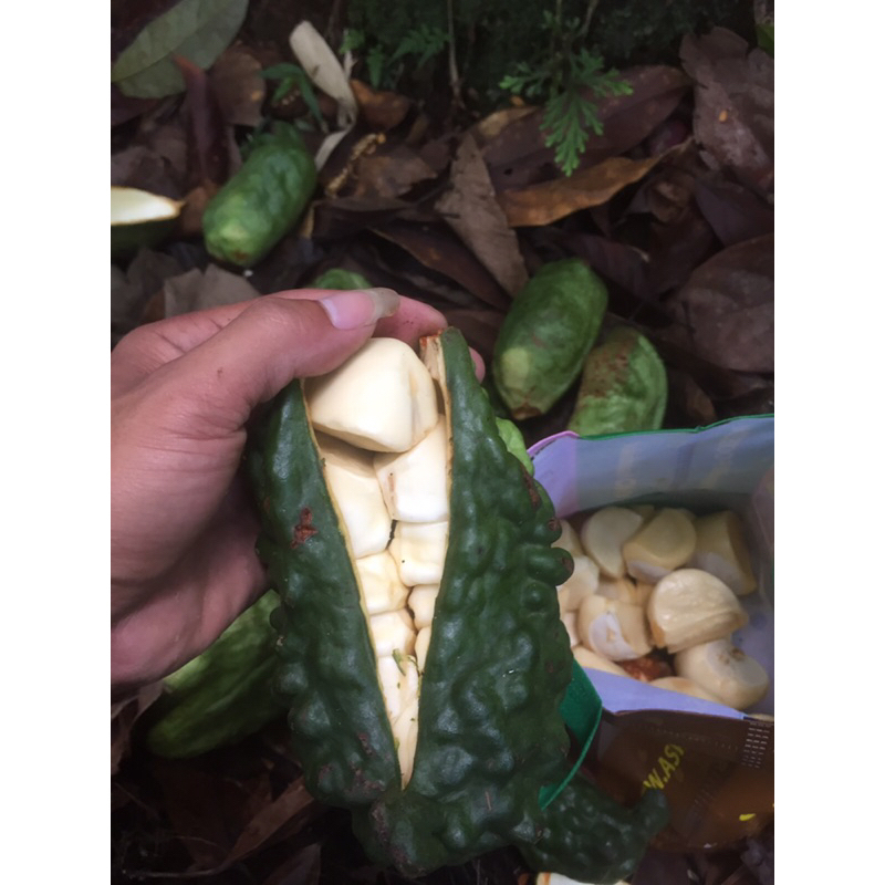 

BUAH COLA NUT/BIJI COLA NUT