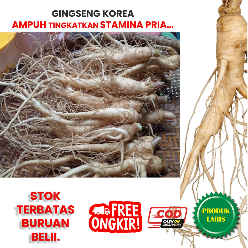 Gingseng stamina Gingseng Jawa Gingseng Jamu Gingseng Asli Gingseng merah Korea Gingseng merah korea