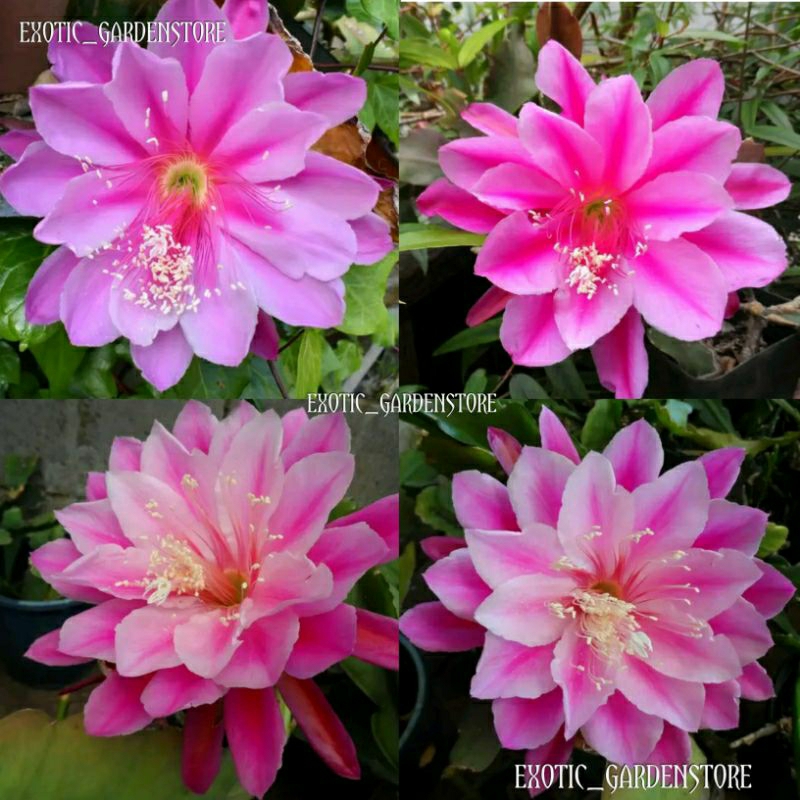 Tanaman hias Epiphyllum ID BOUND FOR GLORY  (wijaya kusuma hybrida) 100% import original bergaransi 