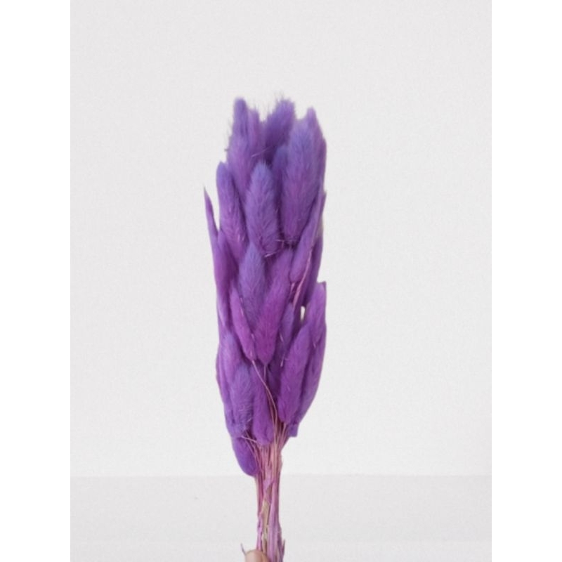 Bunga kering lagurus (ungu)