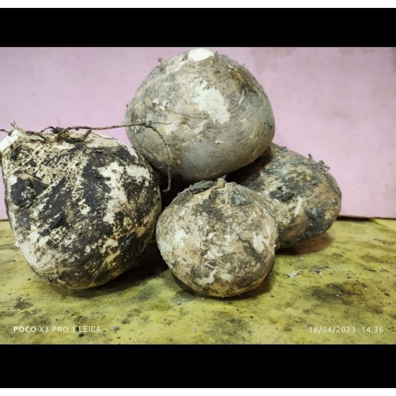 

Bengkoang/ Bengkuang Berat 1kg