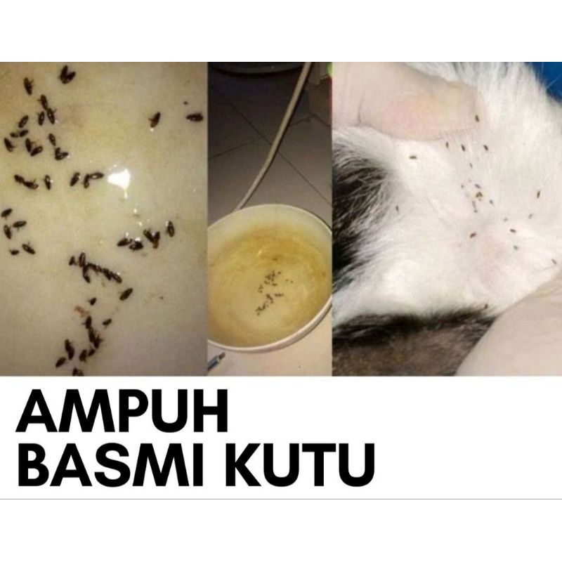 GPSS- Cat Shamp Shampo Kucing Anti Kutu Anti Jamur Anti Rontok 30ml Cat Shamp Kitten Adult Shampo Kucing Anti Kutu Sampo Anjing Sampo Kucing Anti Kutu Sisir Bulu Rontok Kucing Sisir Kucing Sisir Anjing Shampoo Kutu Kucing