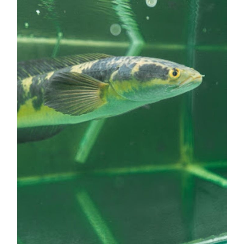 Hiasan Akuarium Ikan channa / Ikan Hias Akuarium