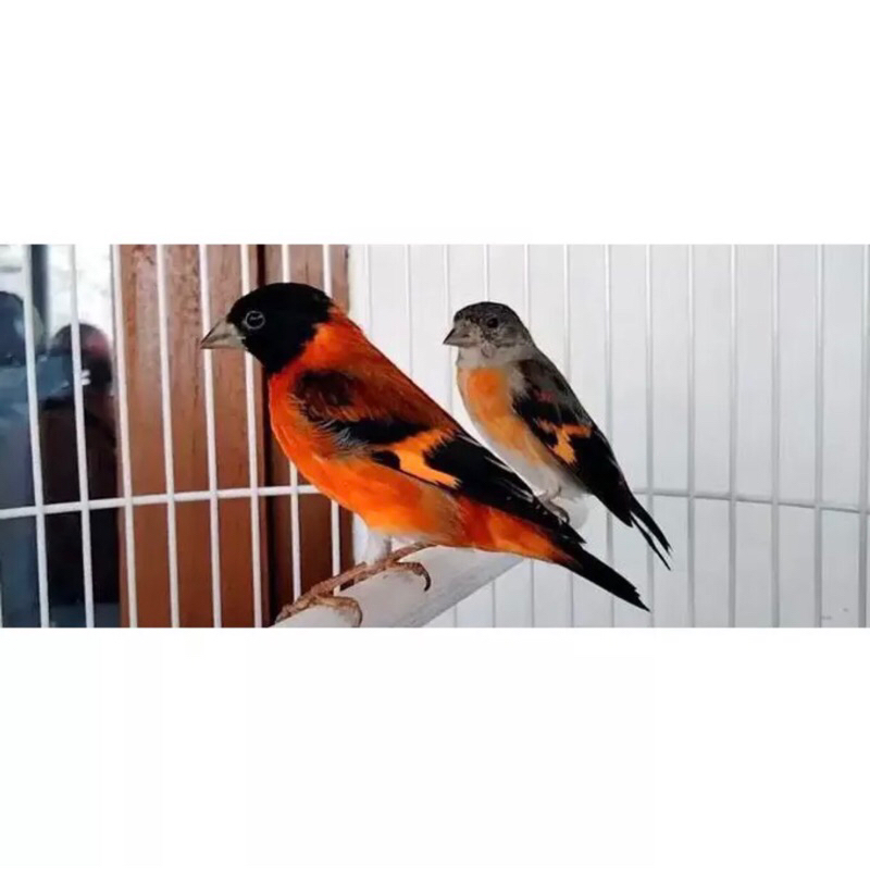 Burung Red Siskin Sepasang