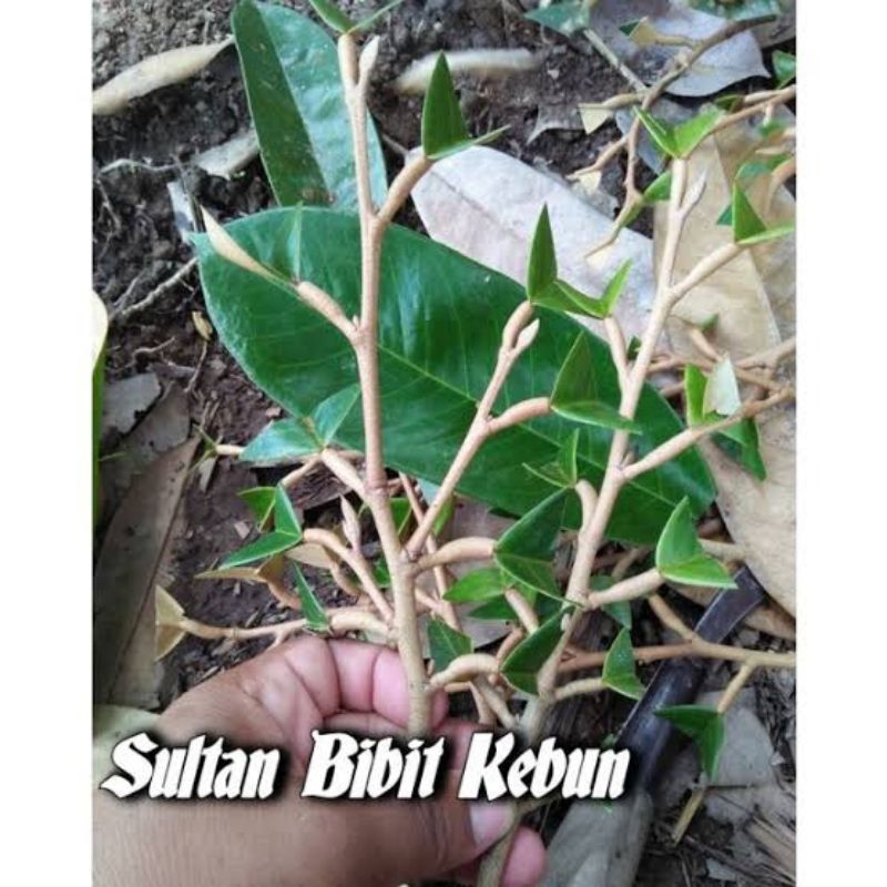 Entres durian montong super