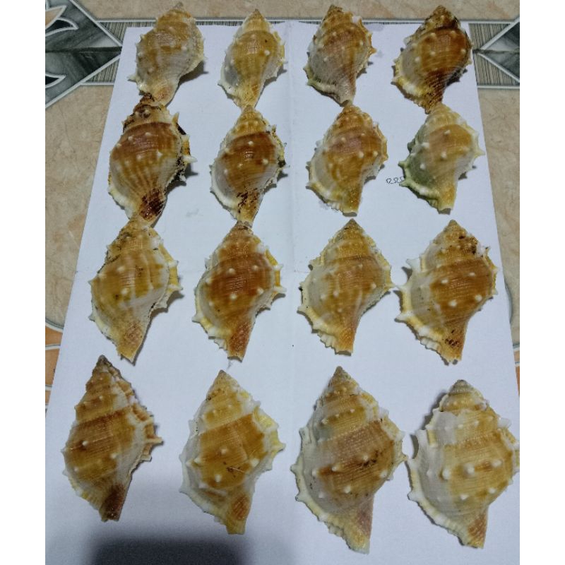 cangkang kerang laut hias aquascape