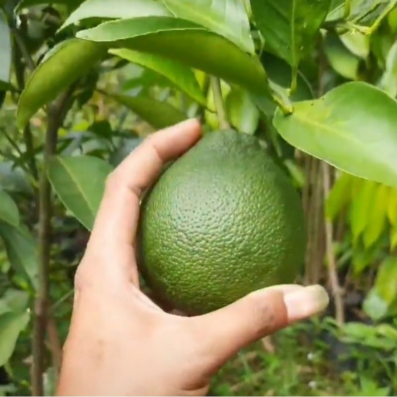 

Bibit Jeruk Sunkis Madu Asli Okulasi Buatan Sendiri