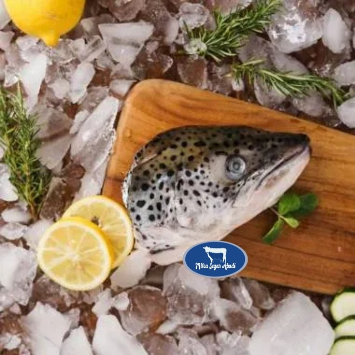 

Kepala Salmon Norway