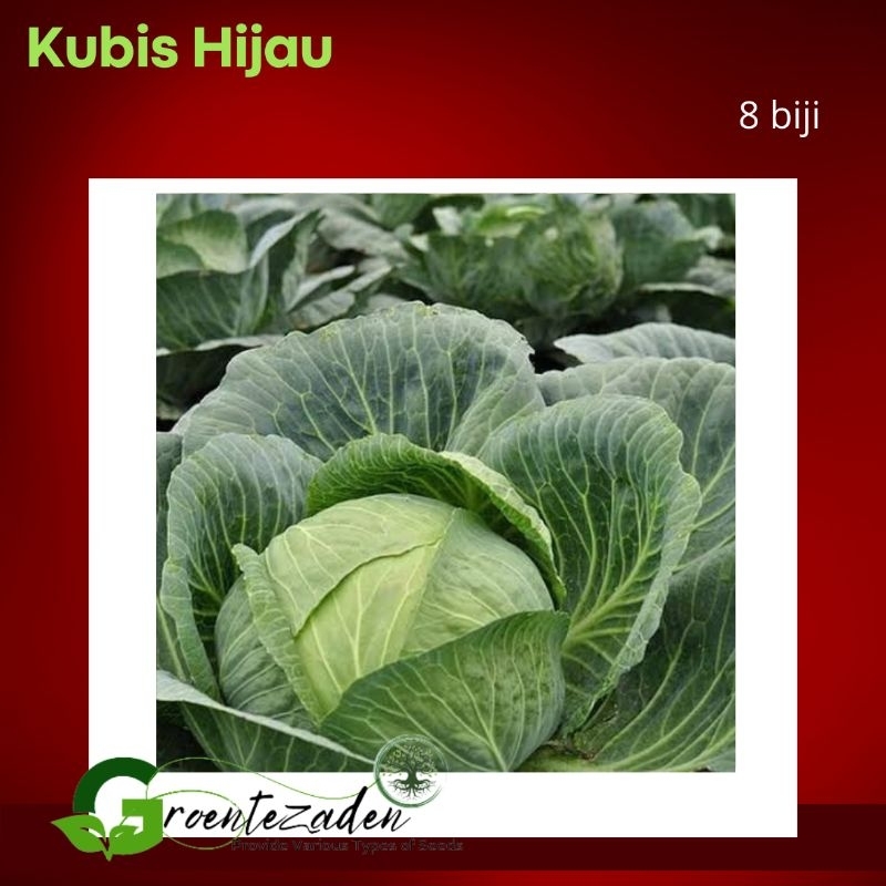 Benih Bibit Biji Kubis sayur kol SEHATI F1 CAP PANAH MERAH