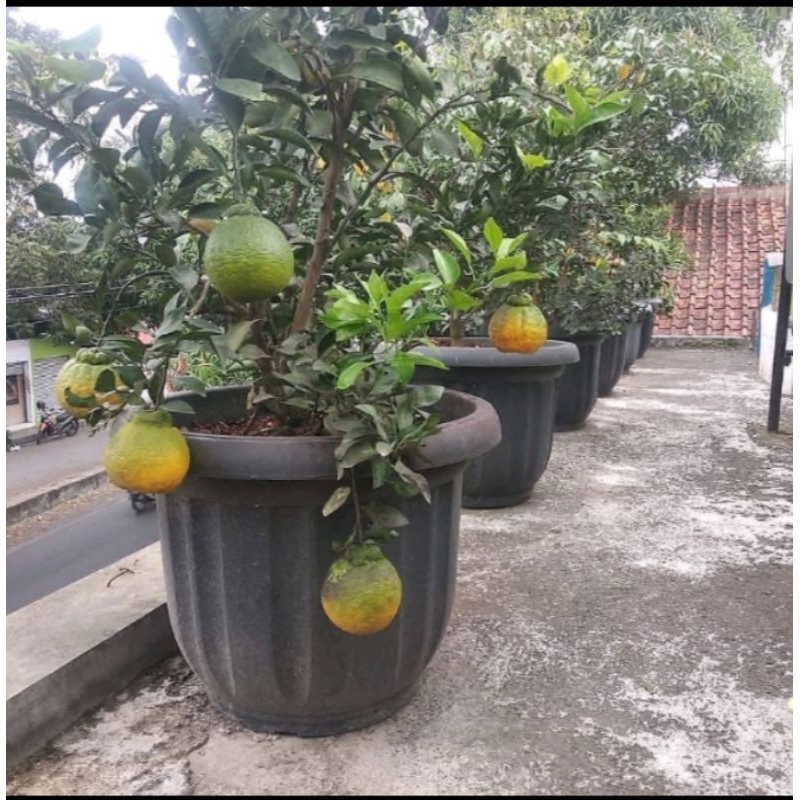 bibit buah jeruk dekopon berbuah