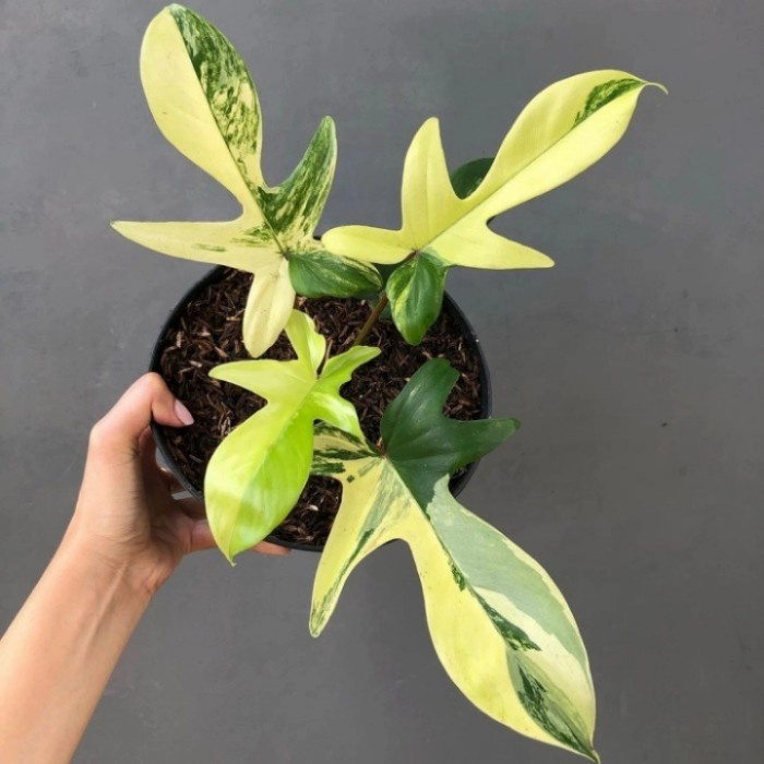 Philodendron Flobe Variegata 1-2 Daun / Florida Beauty Varigata / Philo Flobe Varigata