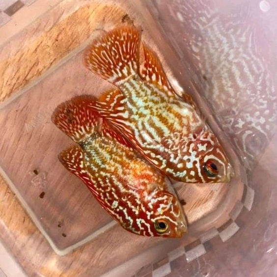 Burayak louhan Golden Base GB Kamfa 5-6 cm Mutasi Line Thailand Jenong