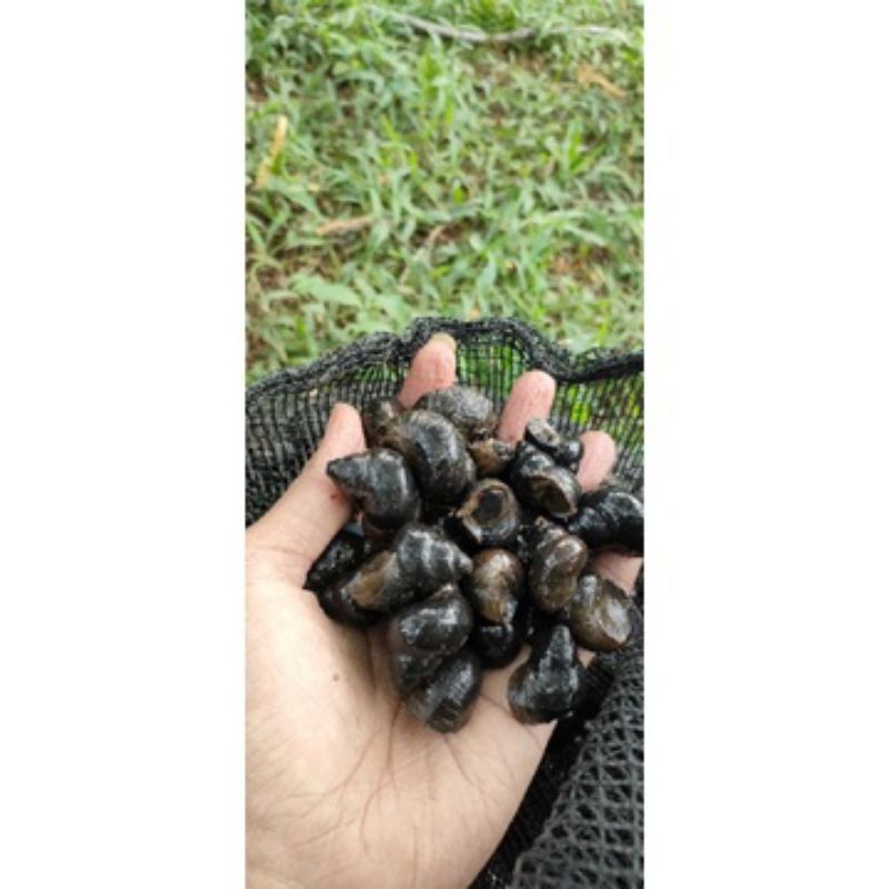 tutut keong sawah 1kg makanan ikan/ hewan peliharaan