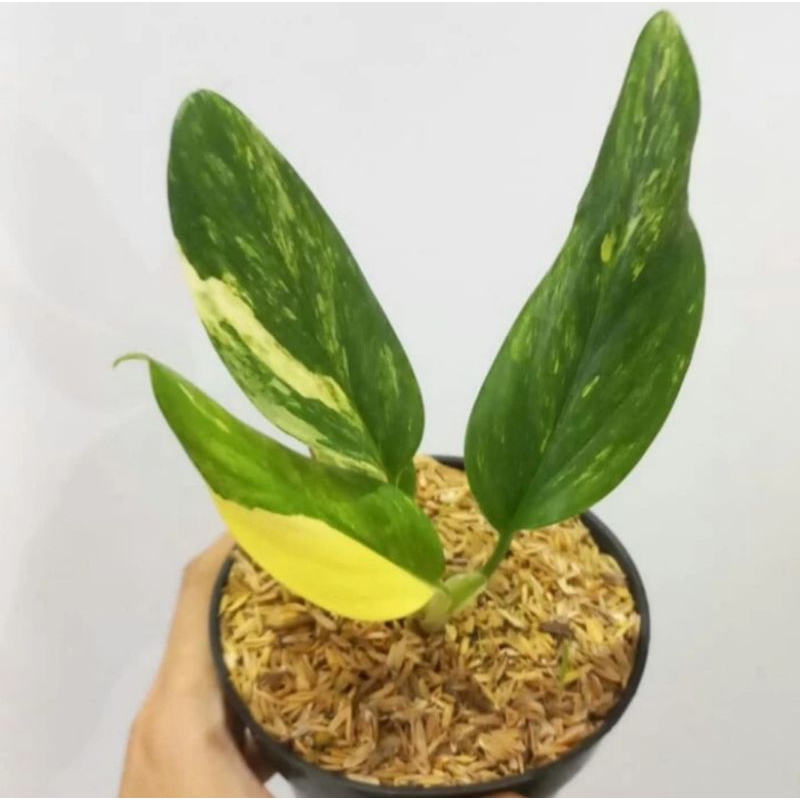 Monstera Standleyana Varigata Kuning