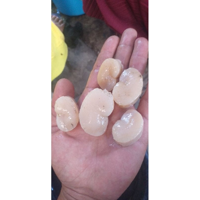 

menjual berbagai jenis seafood laut