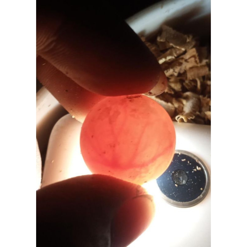 

TELUR BULUS BERSERAT BISA MENETAS