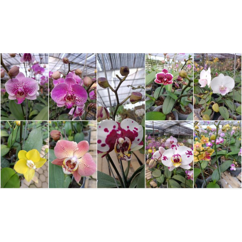 angbul taiwan koleksi