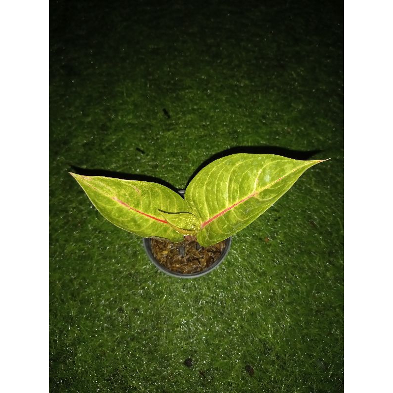 tanaman hias aglaonema / aglonema jatayu realpict
