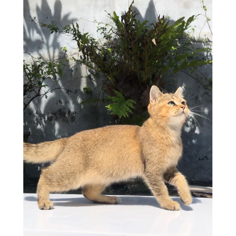 British Shorthair Golden Female Betina BSH Pure Kucing Kitten