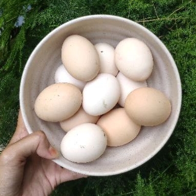 

Telur Ayam Kampung KUB 1 FERTILE
